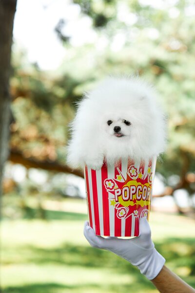 Pomeranian Alb, baby doll face, pedigree FCI, dimensiune mica reala.