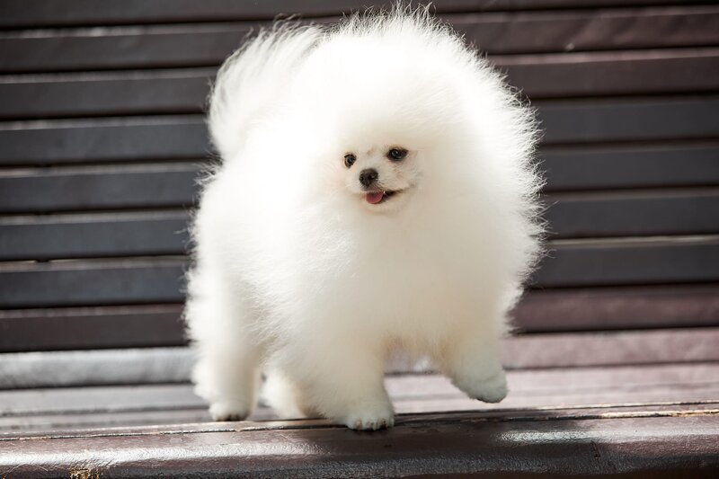 Pomeranian Alb, baby doll face, pedigree FCI, dimensiune mica reala.