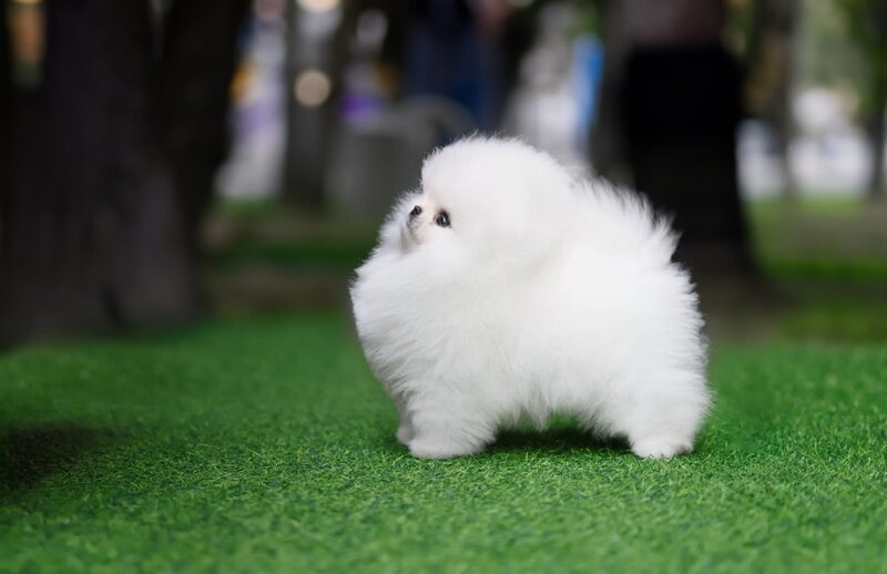 Pomeranian Alb, baby doll face, pedigree FCI, dimensiune mica reala.