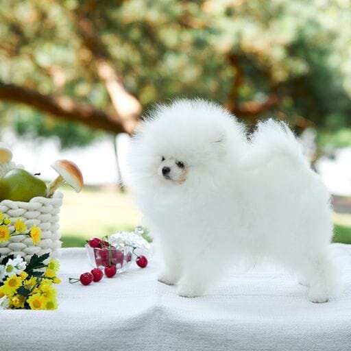 Pomeranian Alb, baby doll face, pedigree FCI, dimensiune mica reala.