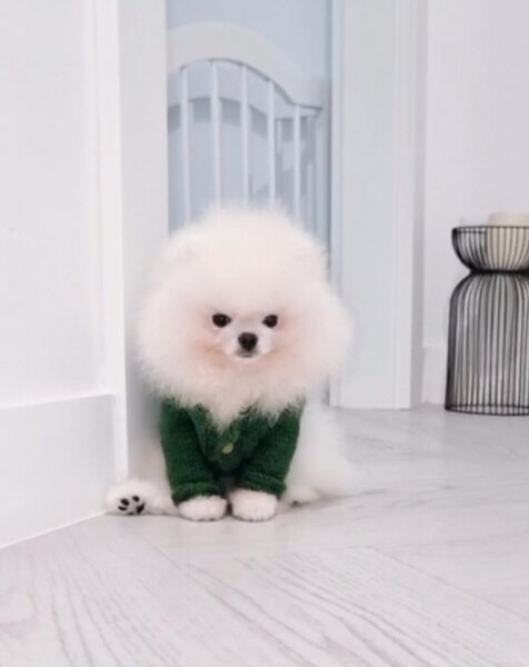 Pomeranian Alb, baby doll face, pedigree FCI, dimensiune mica reala.