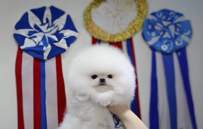 Pomeranian Alb, baby doll face, pedigree FCI, dimensiune mica reala.