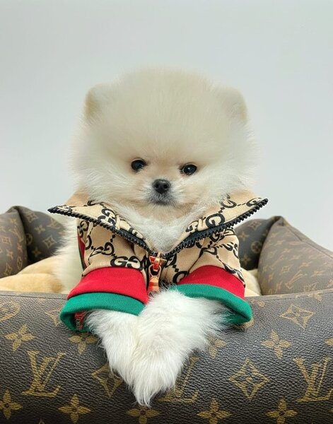 Pomeranian Alb, baby doll face, pedigree FCI, dimensiune mica reala.