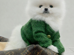 Pomeranian Alb, baby doll face, pedigree FCI, dimensiune mica reala