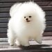 Pomeranian Alb, baby doll face, pedigree FCI, dimensiune mica reala.